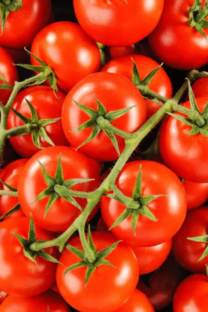 Tomate fraîche