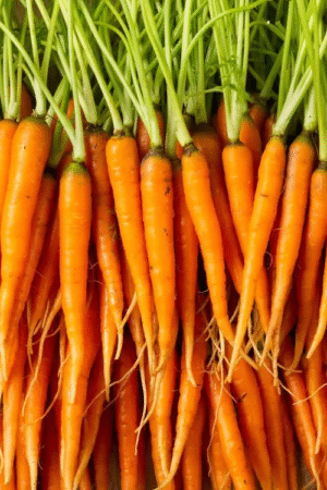 Mini Carottes fane( Barquette)