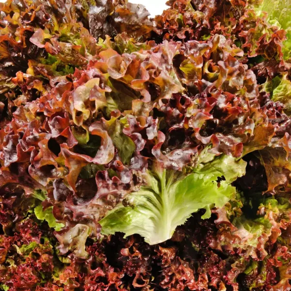 La Salade batavia rouge pièce
