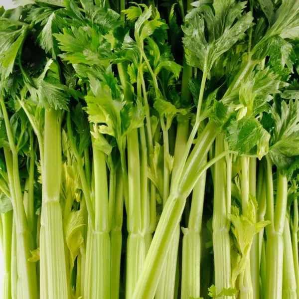Le Céleri vert