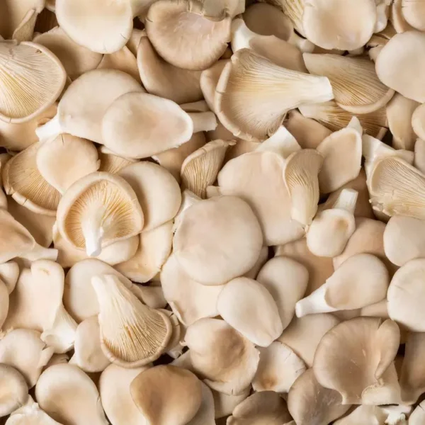 Le Champignon ( Pleurote) (Copie)