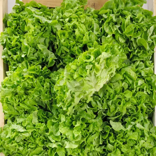 La Feuille de chêne verte