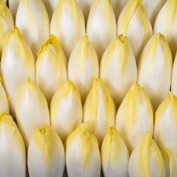 L'endive