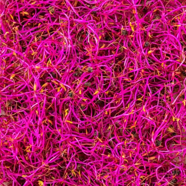 Les Graines germées de betteraves