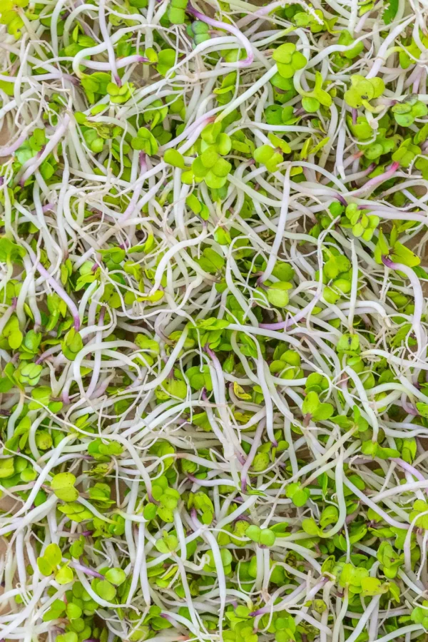 Les Graines germées d'alfalfa