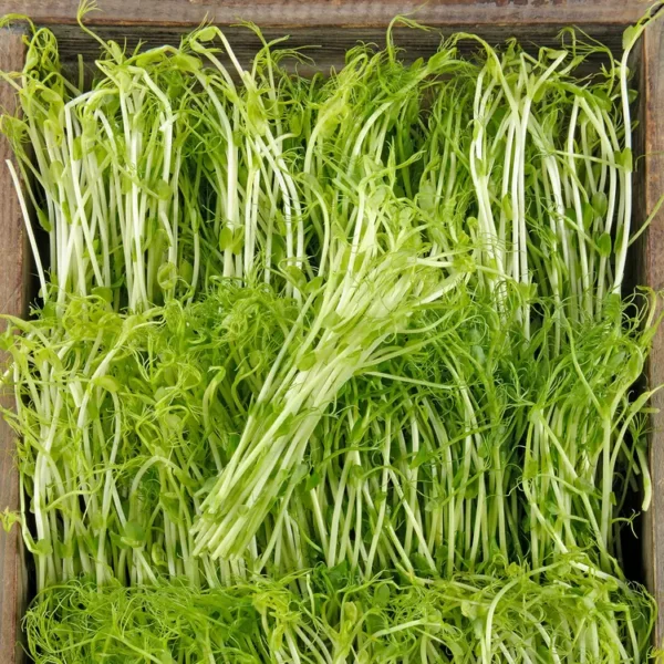 Les Graines germées de Pois