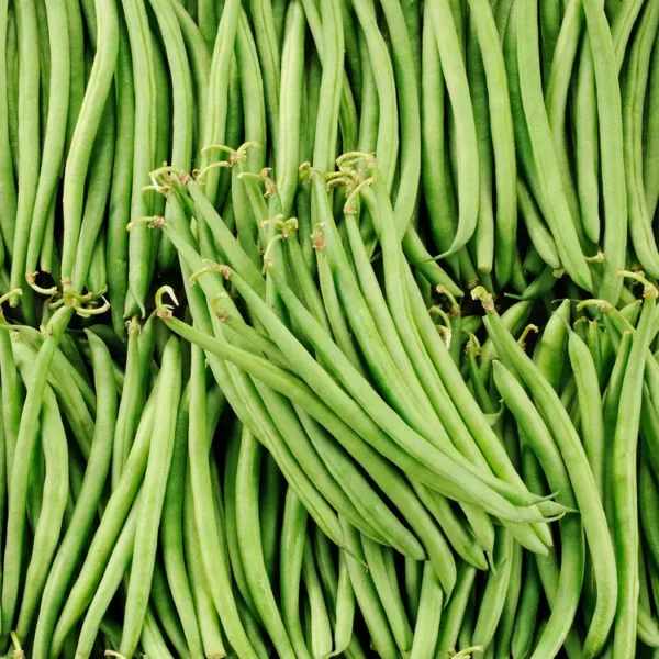 Le Haricot vert