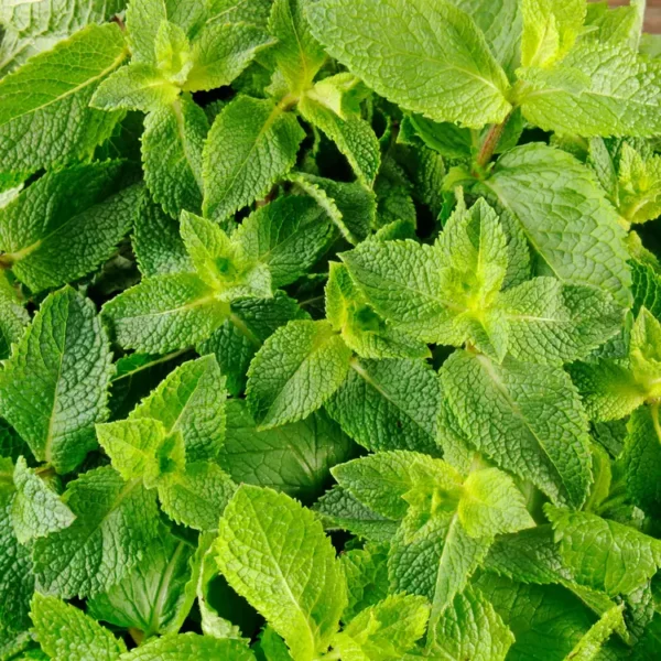 La Menthe