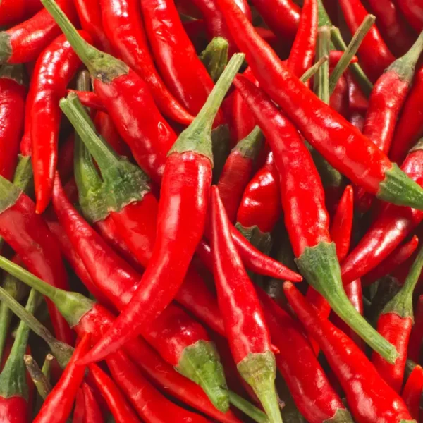 Le Mini-piment rouge