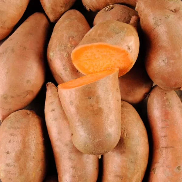 La Patate douce orange  selection