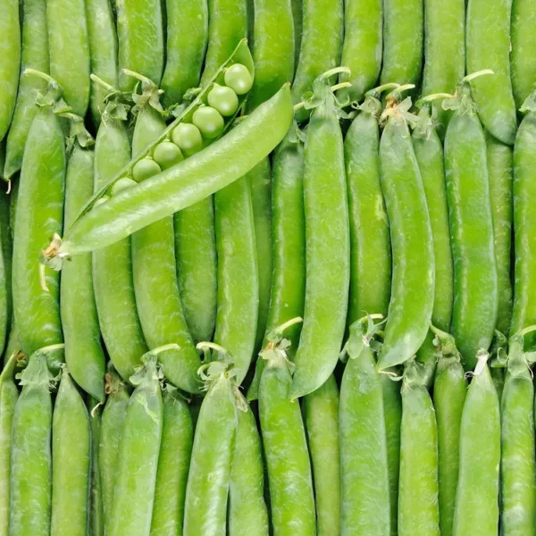 Le Petit pois
