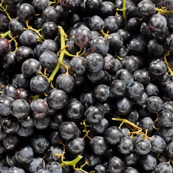 Le Raisin noir ribier