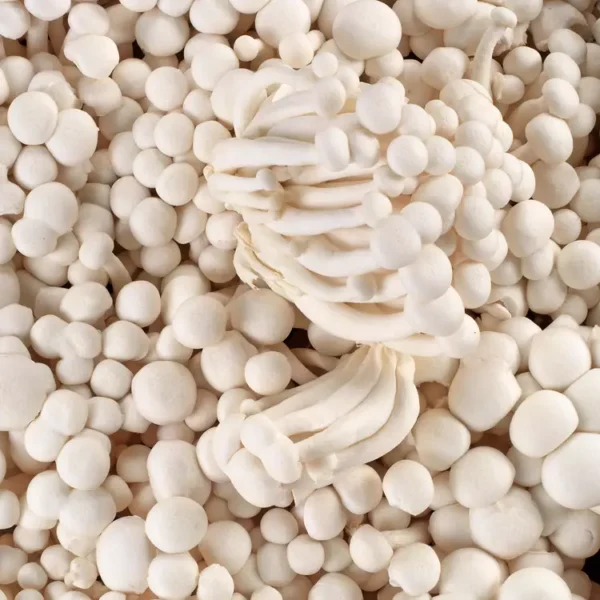 Le Shimeji blanc