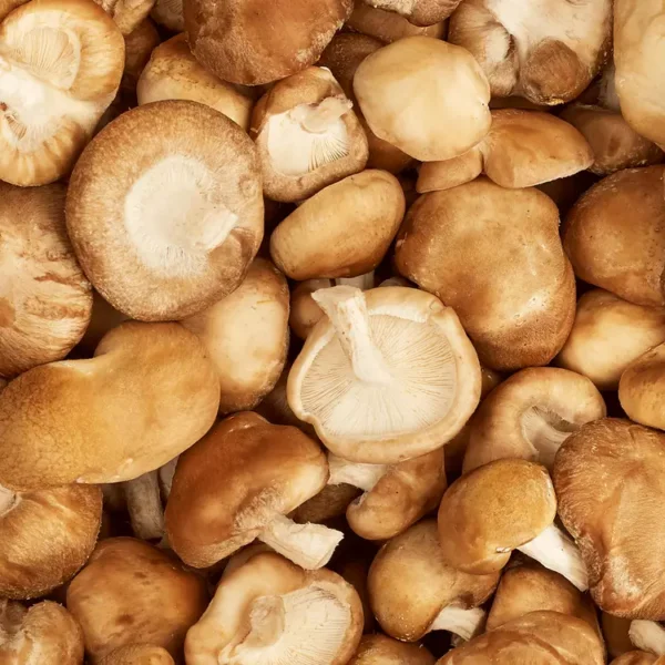 Le Champignon ( Shiitaké)