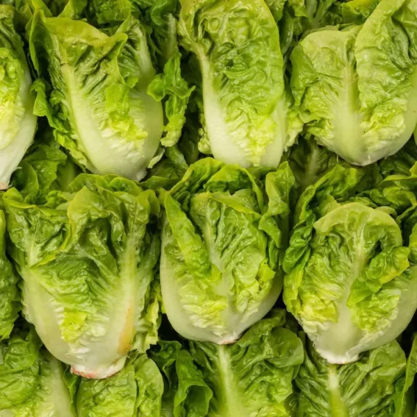 La Salade sucrine