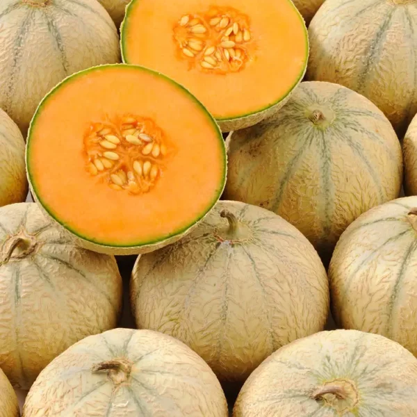 Le Melon charentais vert(contaloup)