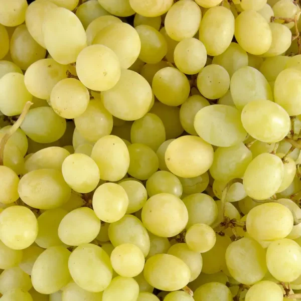Raisin Blanc Sans Pepins (Selection)